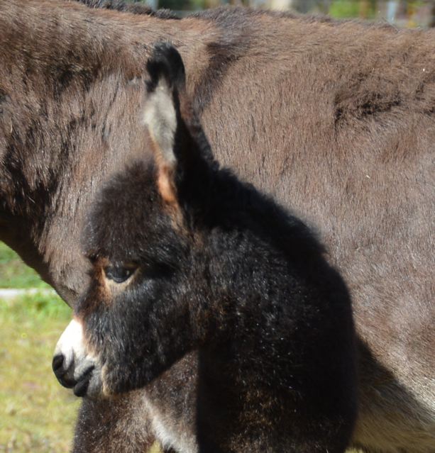 Poplargrove_mini_donkey_filly_foal_photo_Ador_A_Bell_head